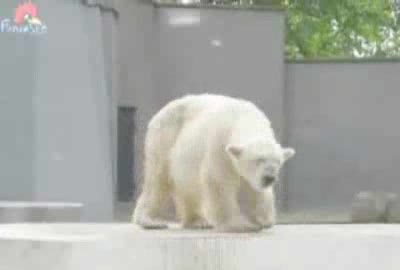 Dancing Polar Bear